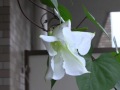 ヨルガオ(夜顔)の開花 (The flowering of moonflower)