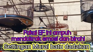 EF pendongkrak emosi dan birahi murai batu seketika