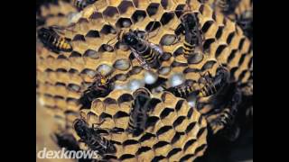 Ultimate Pest Control LLC Eugene OR 97404-5403