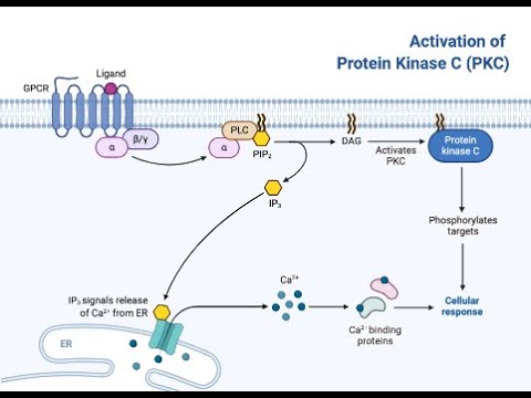protein kinase c lipid activator Crystal Structure and Allosteric Activation of II: Cell Activation of protein kinase C