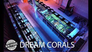Dream Corals Netherlands