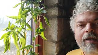 Δεκέμβριος, προστατεύοντας τις πιπεριές μας από το κρύο.