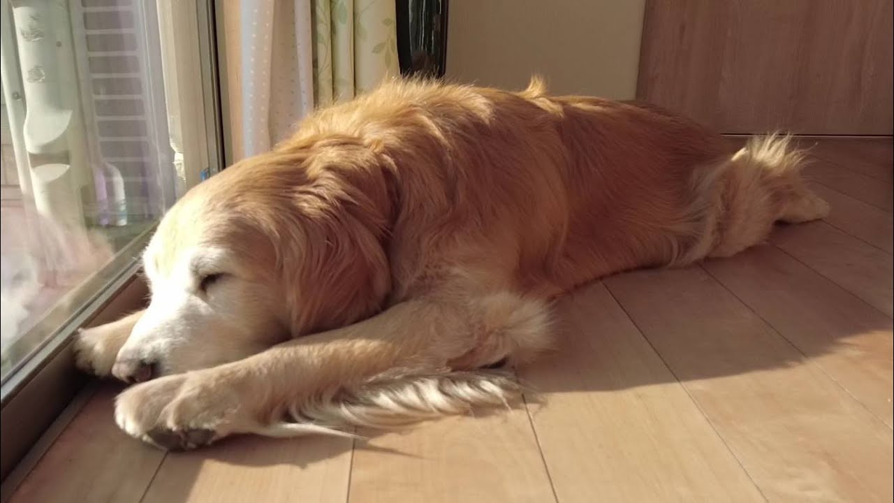 もう残された時間は長くない。今。私達家族が出来る事は。【Golden Retriever japan】