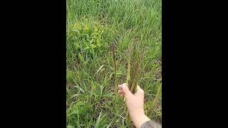 Wild Asparagus By A Nice Tobacco Shed-Southern Wisconsin Roadside Foraging
