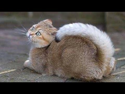 SUPER FUNNY ANIMALS! - Try not to LAUGH or SMILE, IMPOSSIBLE!