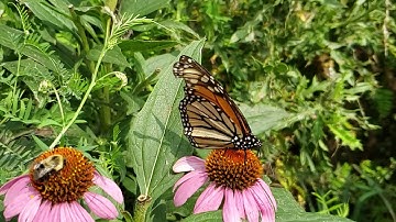 super slow mo 900 fps