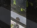Be like water #lifehax4men #scarpop #guttercleaning #rooftop #fypシ #xyzbca #waterreflections