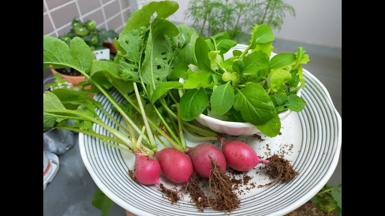 Urban Gardening In Tokyo Growing Radish In Plastic Bottle And Bag ベランダガーデニング ペットボトルと袋で二十日大根の栽培 Youtube