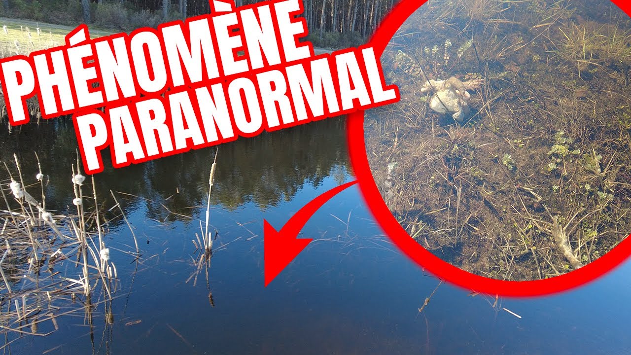 DES CADAVRES PARTOUT !! PHÉNOMÈNE PARANORMAL dans cette petite MARE