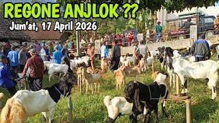 900 Ribu 2 Ekor ‼️UPDATE HARGA KAMBING TERBARU HARI INI DI PASAR WAGE PULE TRENGGALEK @HargaTernak 