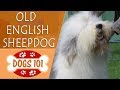 Dogs 101 - OLD ENGLISH SHEEPDOG - Top Dog Facts About the OLD ENGLISH SHEEPDOG