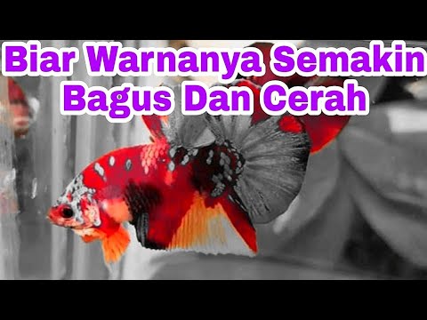 Cara Merawat Ikan Cupang Agar Warnanya Bagus Youtube