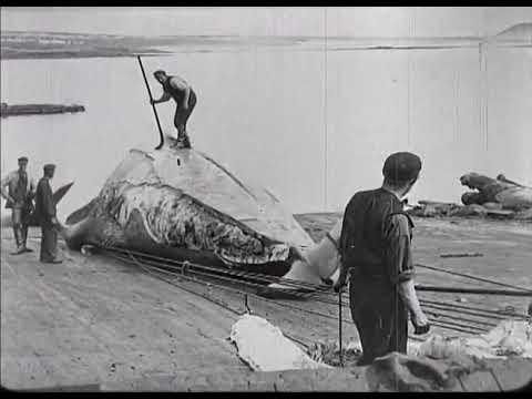 Whaling Afloat and Ashore — трейлер