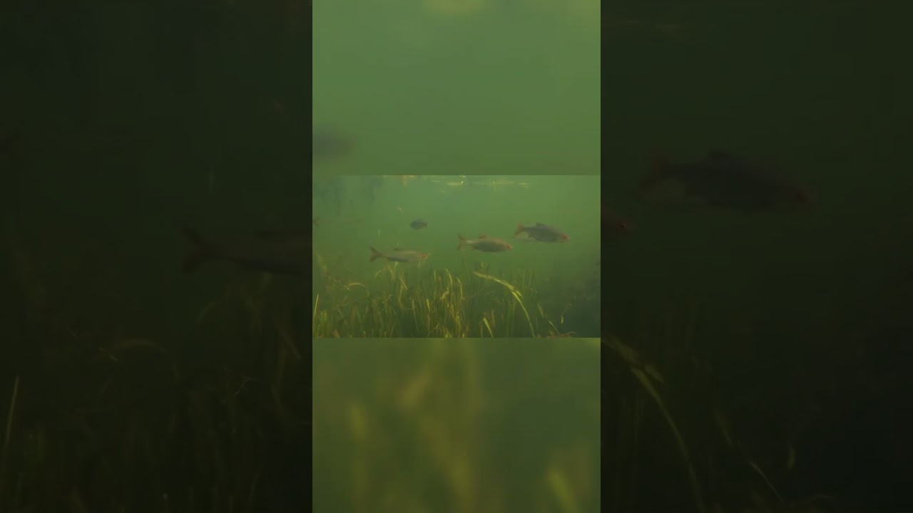 Underwater World of Roach!