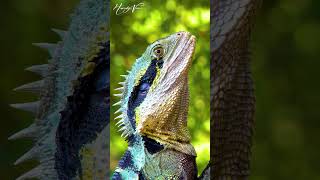 Australian water dragon