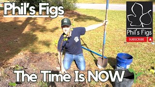 When And How To Plant A Fig Tree Fall Vs Spring For Every Climate