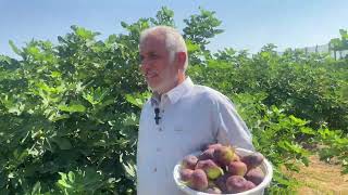 🍈 Iraq's First Obaid Fig Orchard... After 5 Years, Was It a Success? 🍈 Iraq's First Obaid Fig Orchard... After 5 Years, Was It a Success?