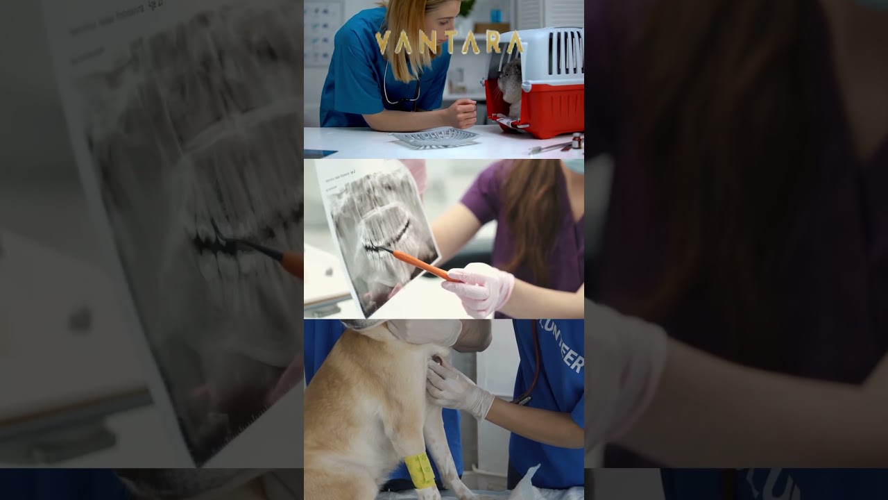 Every life matters to Vantara’s doctors 