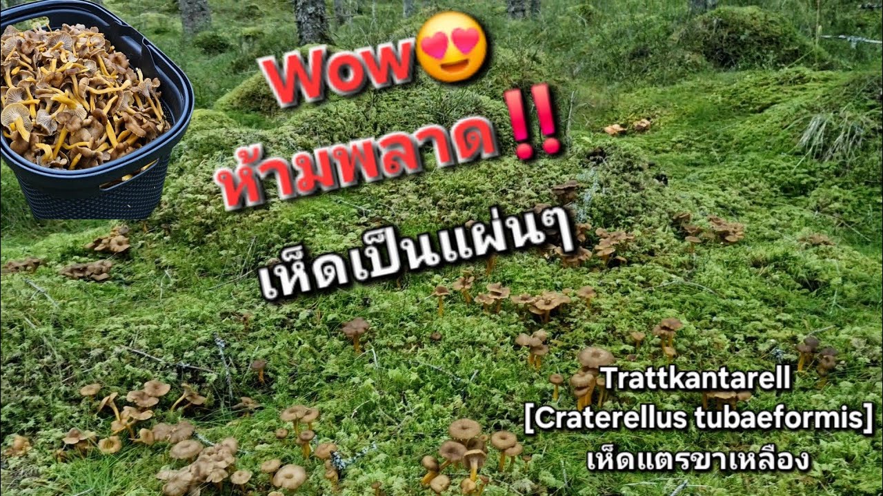 4/10/2025 อลังการงานเห็ดมาก ห้ามพลาด‼️