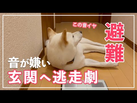 【恐ろしい音】玄関に逃げた柴犬!蚊からの逃走劇!!