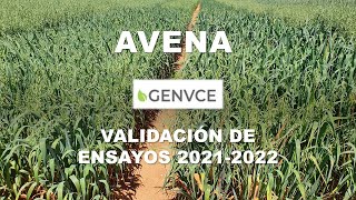 Avena - UNCITI - Navarra