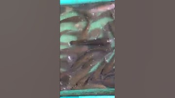 đặt lọp cá bóng dừa bằng mồi độc,trúng đậm nguyên bầy cá to