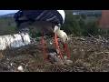2026 05 03 Storchennest Gögglingen, 5 🐥🐥🐥🐥🐥Küken komplett geschlüpft von 5 Eiern🥚🥚🥚🥚🥚👍👍