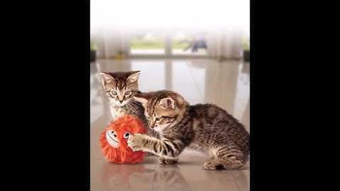 KONG Softies Patchwork Bear Catnip Toy