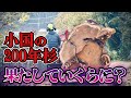 【大木の値段】樹齢200年弱の杉の大木は果たしていくらに?|狭い道から搬出!肥後木材の優良銘木市に出品してみた【木材市場】