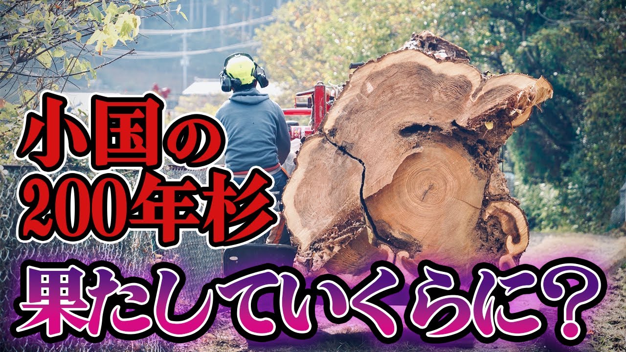 大木の値段】樹齢200年弱の杉の大木は果たしていくらに？｜狭い道から