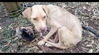 Mama Dog Found Tied Up In The Cold Forest Kept Her Newborn Puppies Alive While They Waited For Help