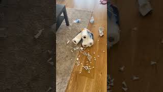 Dog Creates Mess in Living Room, Owner Shocked