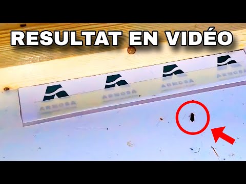 Vidéo — Piège anti punaise de lit professionnel CIMEXCATCH® spécial "détection"