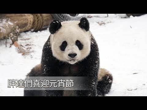 《熊貓TOP榜》第85期 胖達們喜迎元宵節 | iPanda熊貓頻道