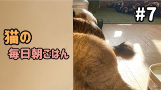 猫の毎日朝ごはん生配信!【#7】 2026.1.13