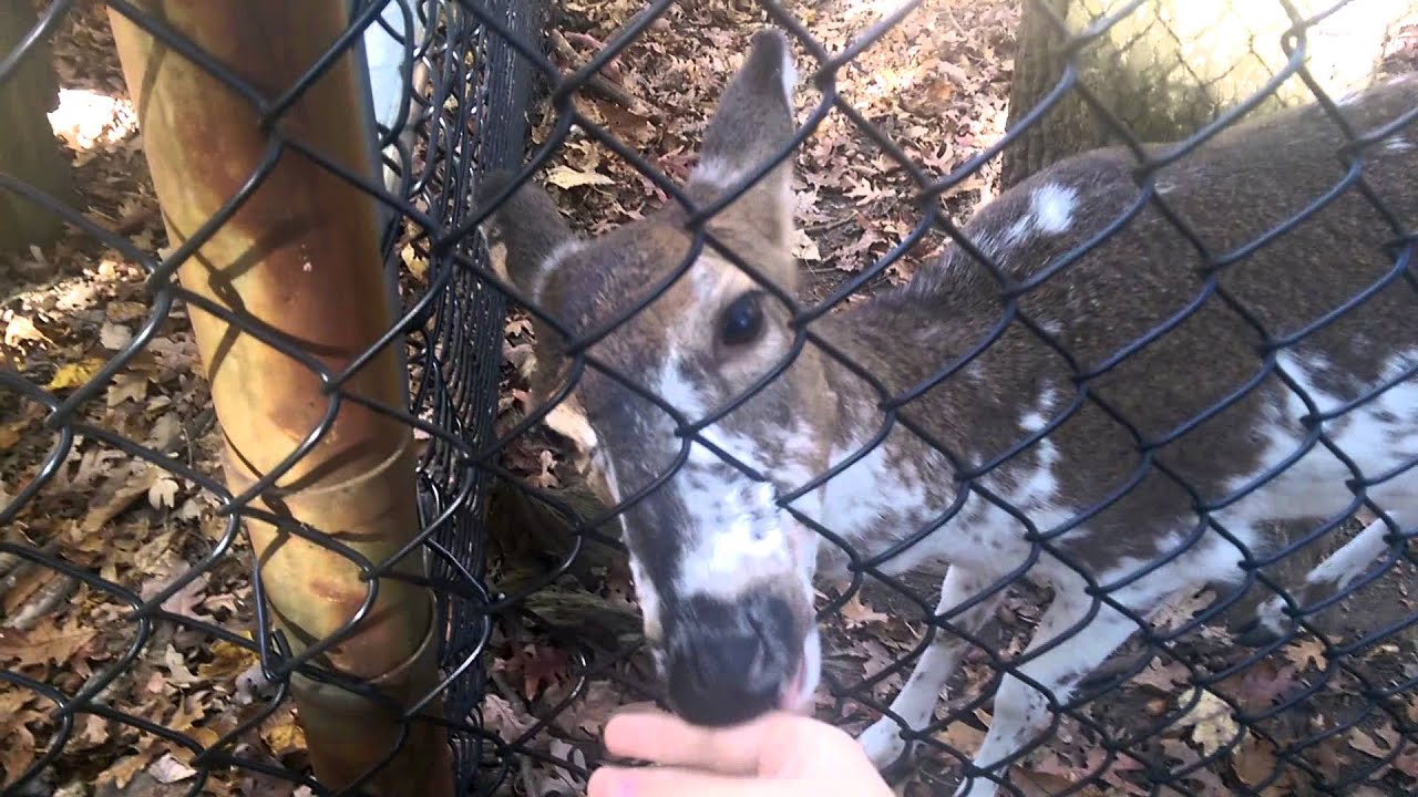 I GOT LICKED BY A DEER.