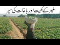 Vegetable and Fruit Farms In Malir | Karachi Agriculture Land Malir Damloti Wells  Vegetable Farming