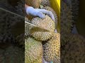 Pohon Ini Sampai Gak Kuat Nahan Buahnya! Panen Durian Melimpah Matang Pohon 🌳🤤