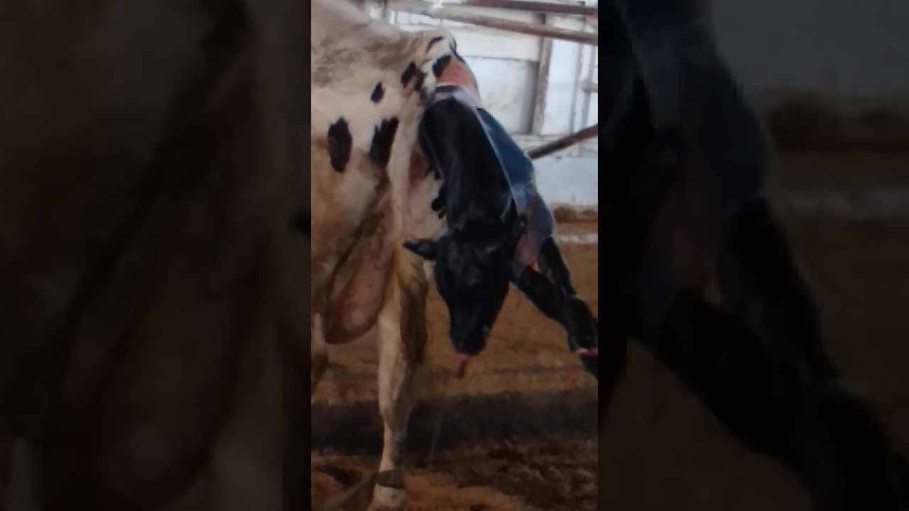 cow giving birth YouTube