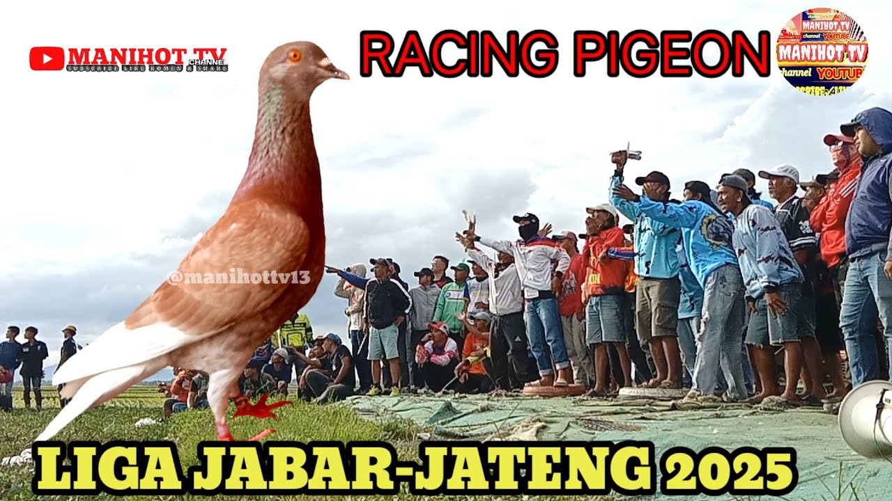 Гранд-финал Чемпионата Западной и Центральной Явы по голубиным гонкам 2025 года