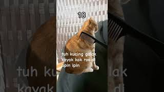 Jangan 2 kak ros jadi Cat