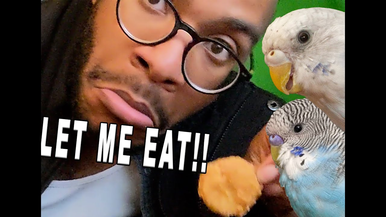 Eating BTS Chicken Nuggets and arguing with the BIRDOS ...