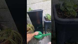 Produce more Flowers - Make your own Potassium Feed 💐 🌹