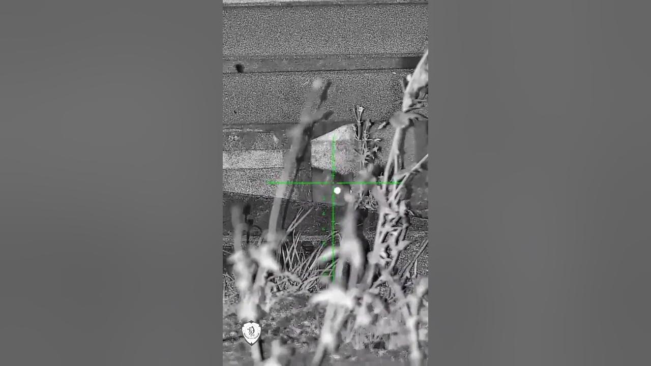 Rat Shooting 02 Pest Control Farmyard ratting YouTube