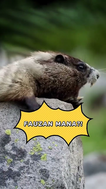 Download lagu Fauzan..!! Fauzan..!! Fauzan Mana?! 🤣 Animal Funny