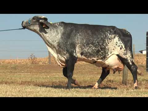 LOTE 33 HEURECA MCCUTCHEN FIV DA XAPETUBA