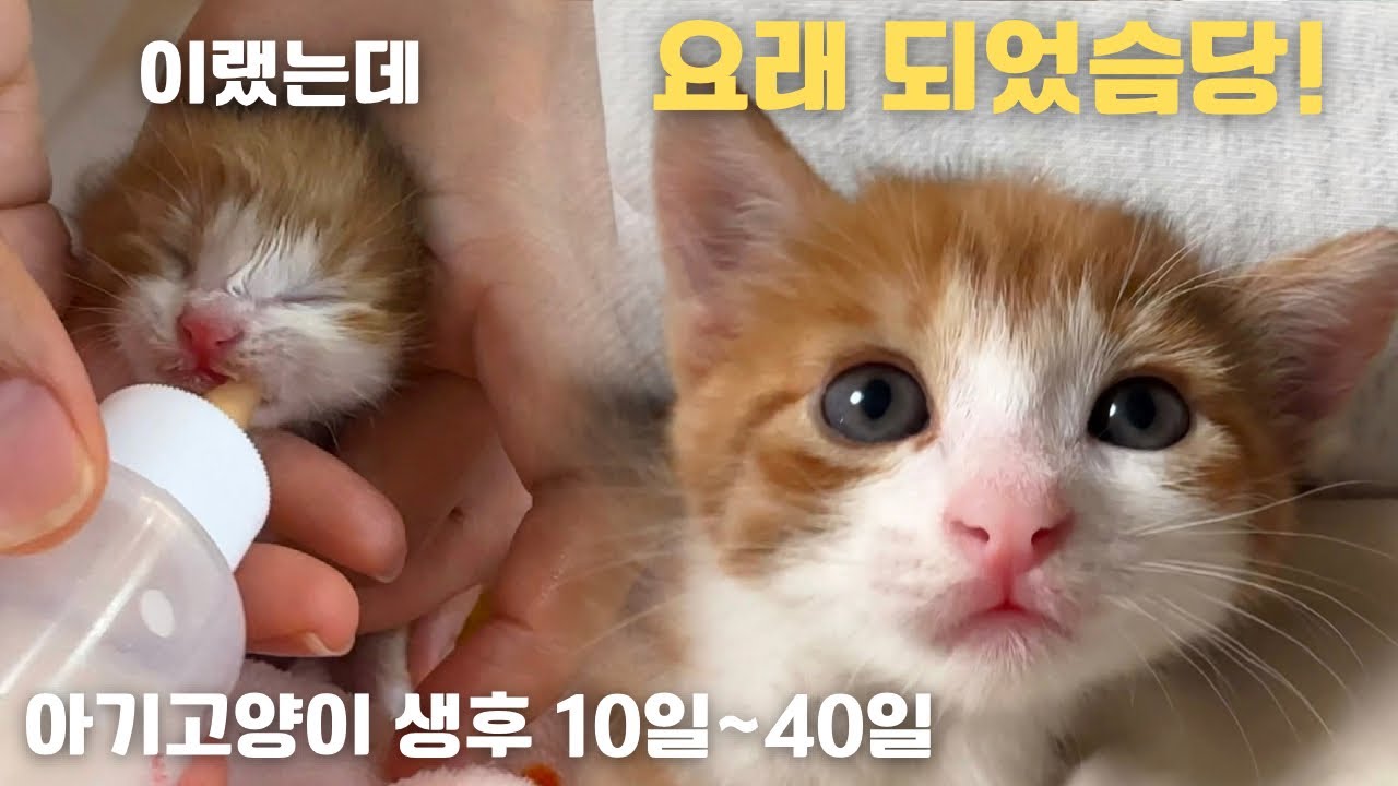 아기고양이 앙꼬 생후 10일부터 40일까지😻 구조 후 30일간의 이야기