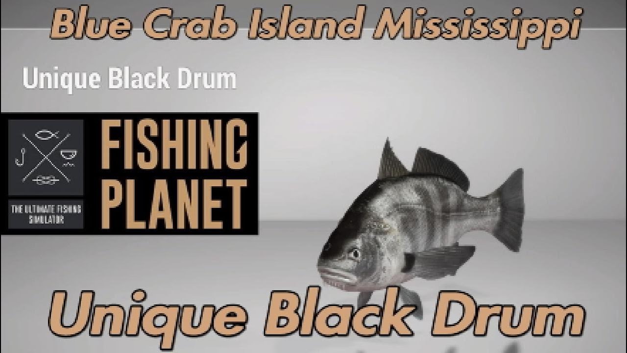 Unique Black Drum Blue Crab Island Mississippi Fishing Guide