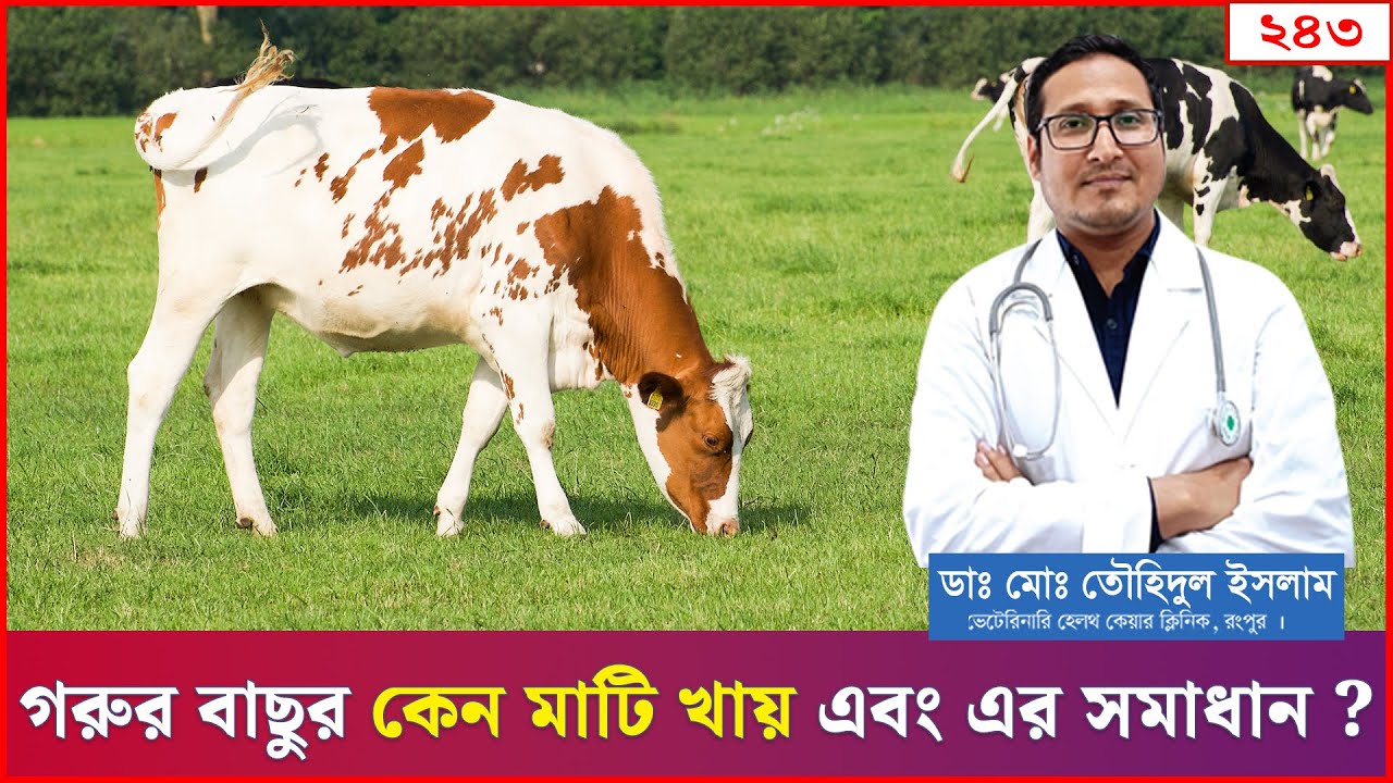 Почему телята или коровы едят землю и как решить эту проблему? | Проблема поедания почвы коровами...