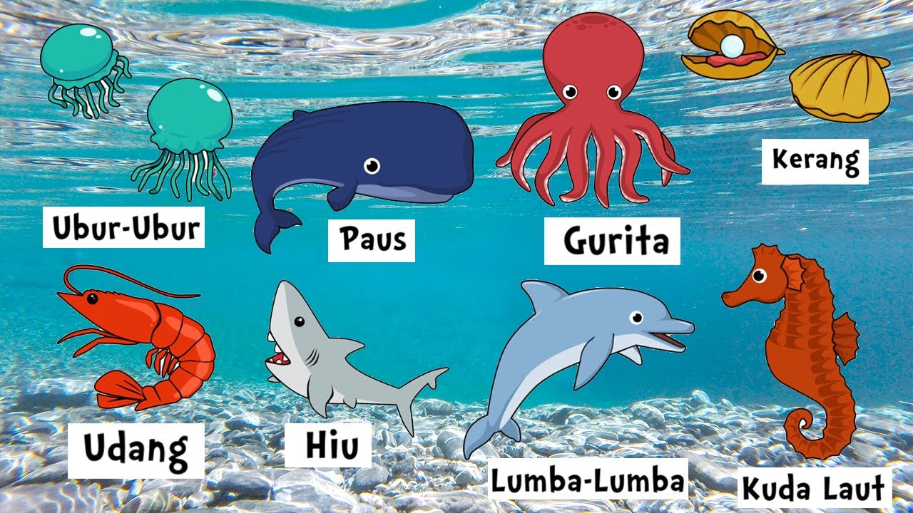 Gambar Terung Laut Hidup Terbaru